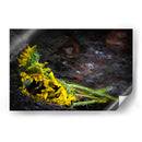 Promesas de primavera - Alan050 | Cuadro decorativo de Canvas Lab