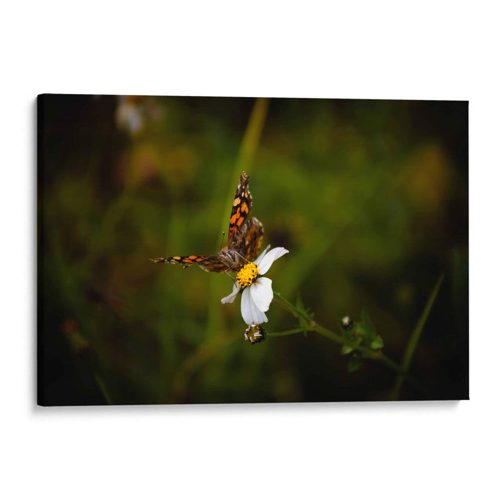 Polinizadores - Alan050 | Cuadro decorativo de Canvas Lab