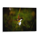 Polinizadores - Alan050 | Cuadro decorativo de Canvas Lab