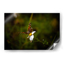 Polinizadores - Alan050 | Cuadro decorativo de Canvas Lab