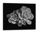 Bellas suculentas | Cuadro decorativo de Canvas Lab