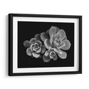 Bellas suculentas | Cuadro decorativo de Canvas Lab