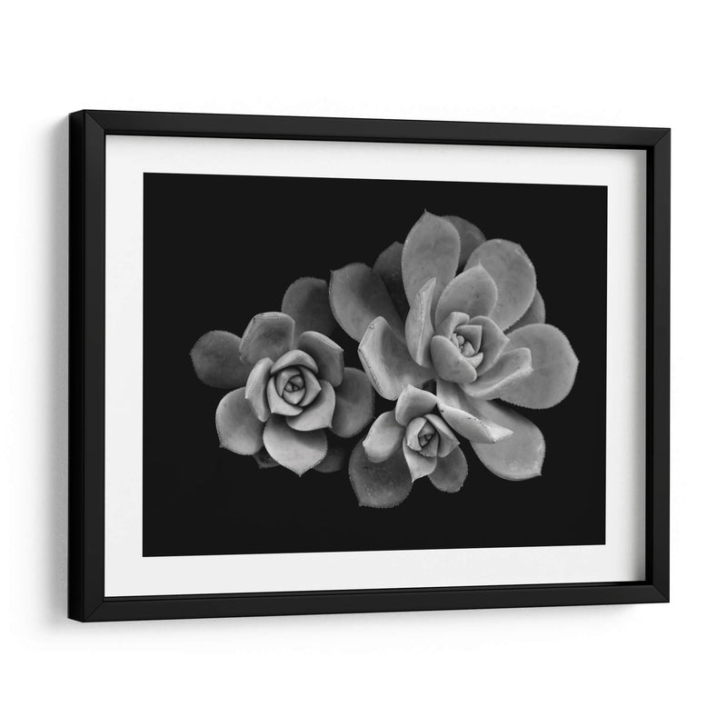 Bellas suculentas | Cuadro decorativo de Canvas Lab