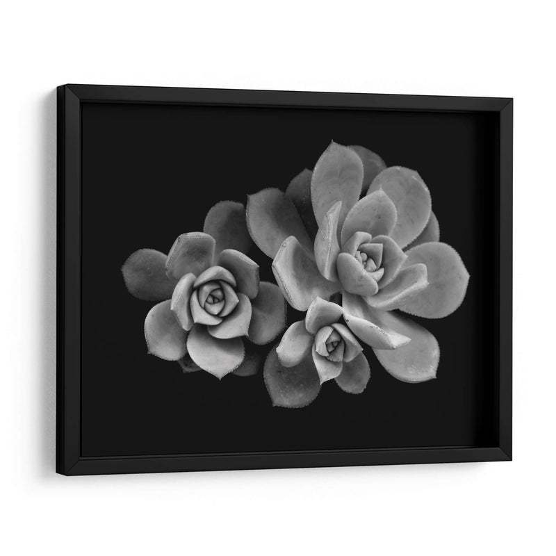 Bellas suculentas | Cuadro decorativo de Canvas Lab