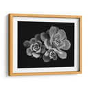 Bellas suculentas | Cuadro decorativo de Canvas Lab