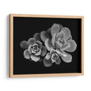 Bellas suculentas | Cuadro decorativo de Canvas Lab