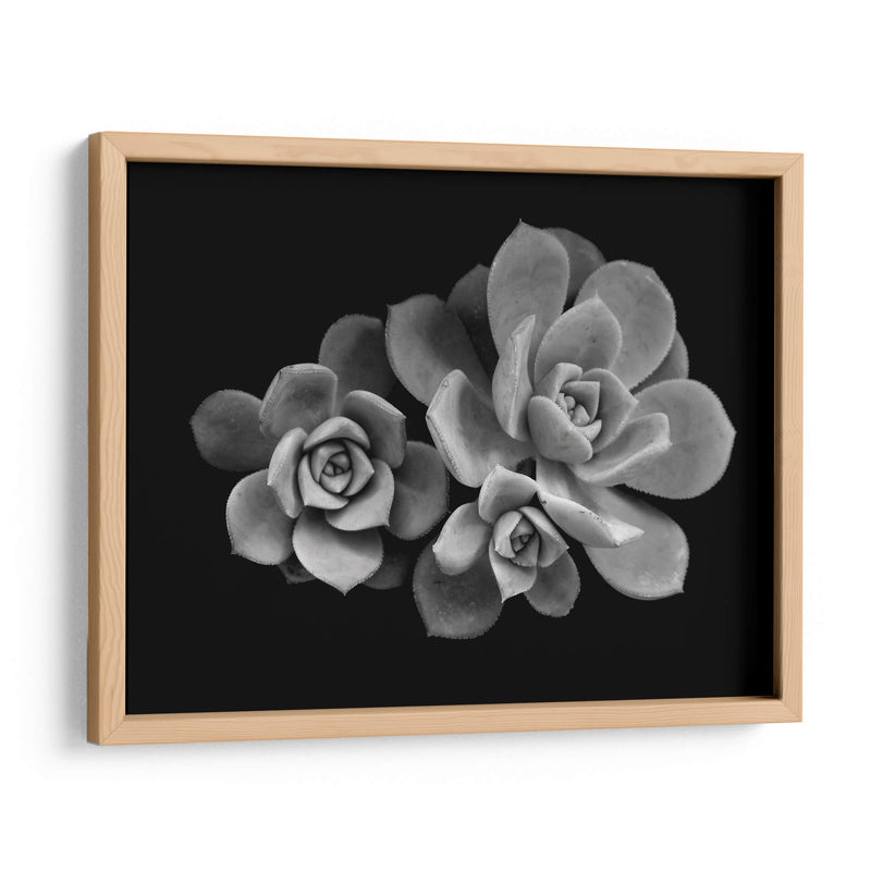 Bellas suculentas | Cuadro decorativo de Canvas Lab
