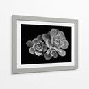 Bellas suculentas | Cuadro decorativo de Canvas Lab