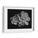 Bellas suculentas | Cuadro decorativo de Canvas Lab