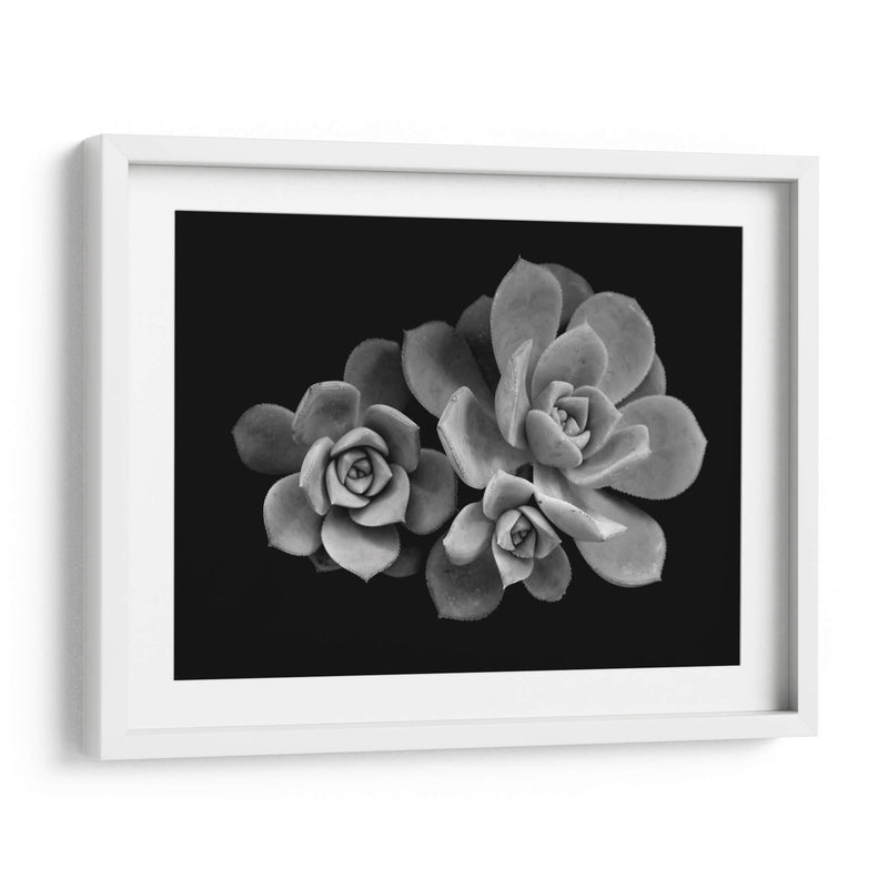 Bellas suculentas | Cuadro decorativo de Canvas Lab