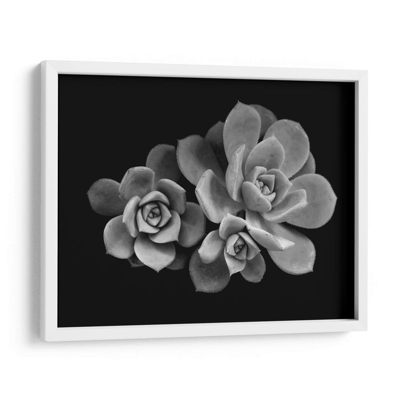 Bellas suculentas | Cuadro decorativo de Canvas Lab