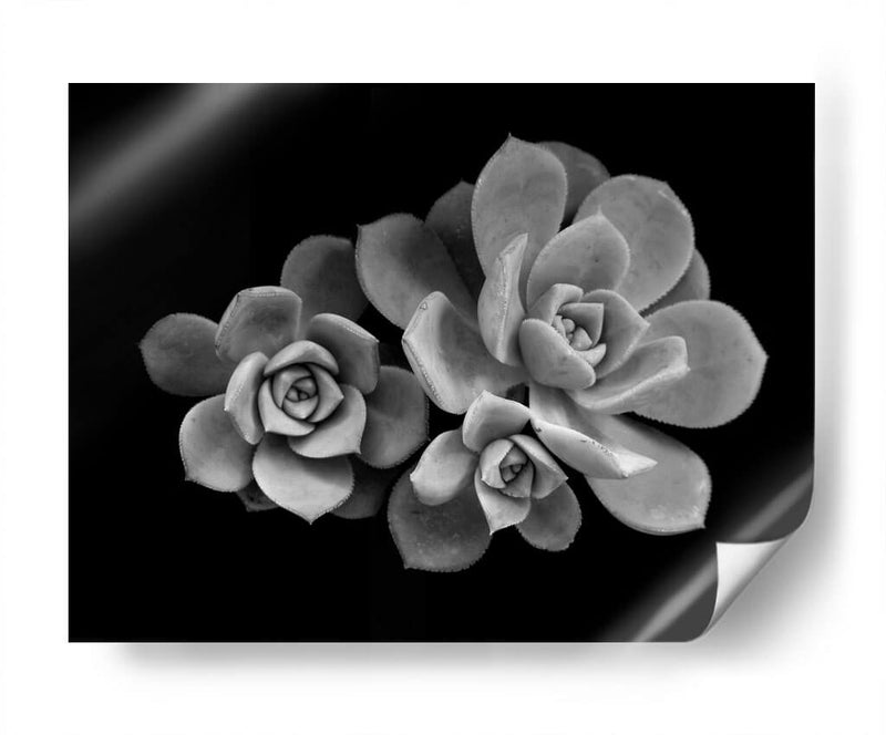 Bellas suculentas | Cuadro decorativo de Canvas Lab