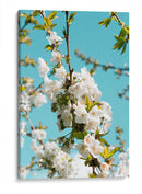 Blanco florecer | Cuadro decorativo de Canvas Lab
