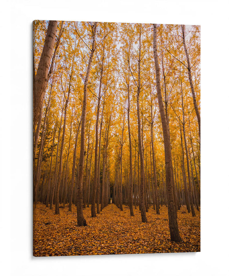 Bosque vertical | Cuadro decorativo de Canvas Lab