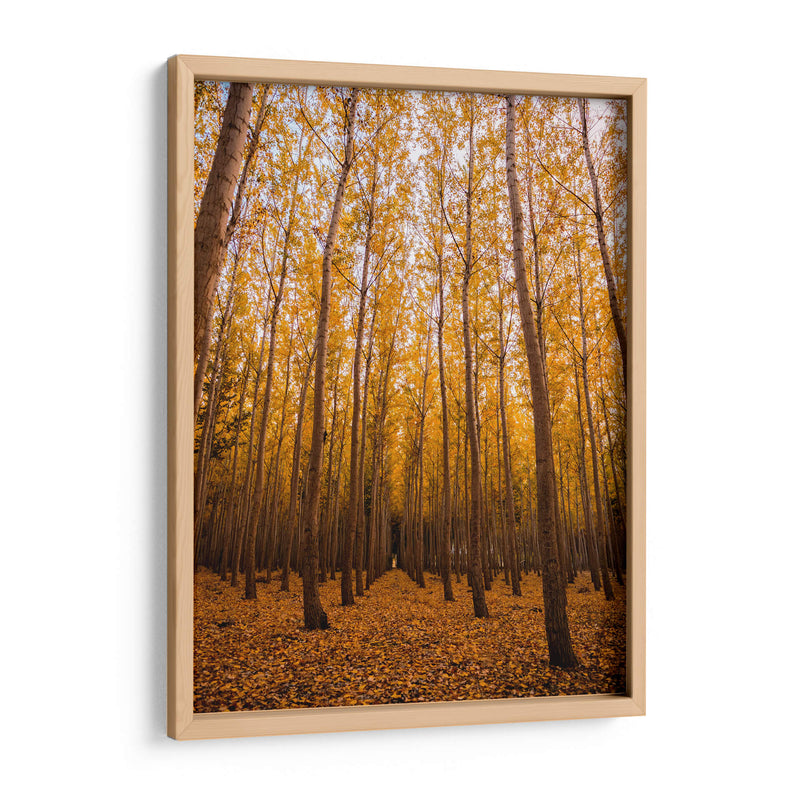 Bosque vertical | Cuadro decorativo de Canvas Lab
