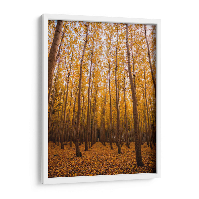 Bosque vertical | Cuadro decorativo de Canvas Lab