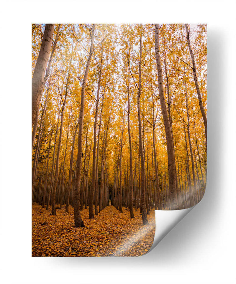 Bosque vertical | Cuadro decorativo de Canvas Lab