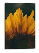 Brisa sobre el girasol | Cuadro decorativo de Canvas Lab