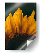 Brisa sobre el girasol | Cuadro decorativo de Canvas Lab