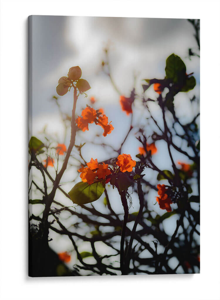 After the Storm - PhotoVicz | Cuadro decorativo de Canvas Lab