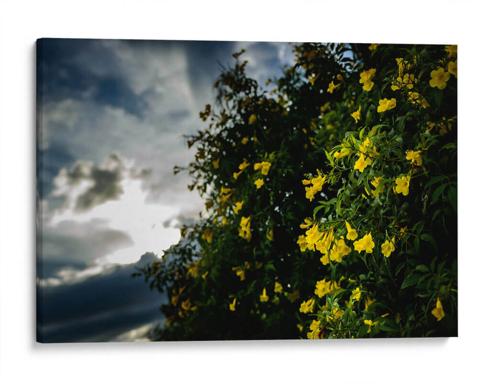 Contrast - PhotoVicz | Cuadro decorativo de Canvas Lab