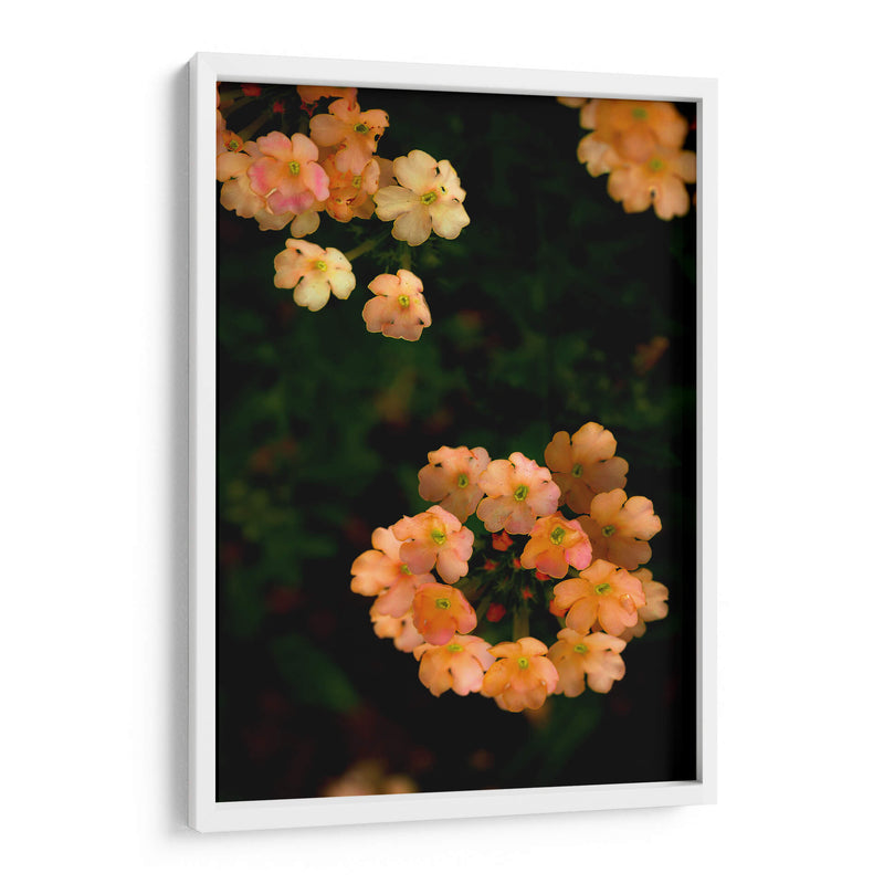 Fluorescence - PhotoVicz | Cuadro decorativo de Canvas Lab