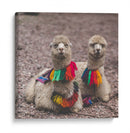 Alpaca - Perú - Emmanuel Ramírez | Cuadro decorativo de Canvas Lab