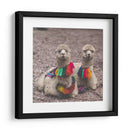 Alpaca - Perú - Emmanuel Ramírez | Cuadro decorativo de Canvas Lab