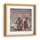 Alpaca - Perú - Emmanuel Ramírez | Cuadro decorativo de Canvas Lab