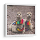 Alpaca - Perú - Emmanuel Ramírez | Cuadro decorativo de Canvas Lab