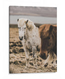 Caballo Islandés - Emmanuel Ramírez | Cuadro decorativo de Canvas Lab