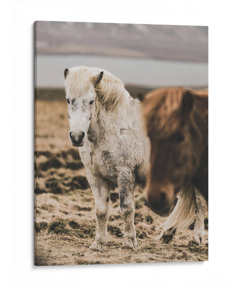 Caballo Islandés - Emmanuel Ramírez | Cuadro decorativo de Canvas Lab