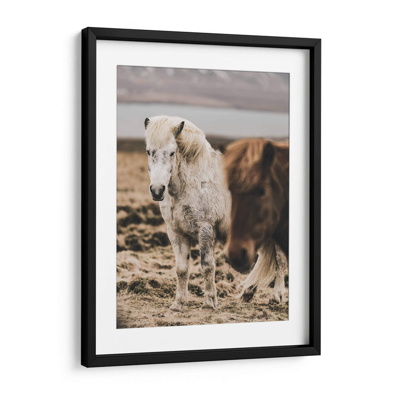 Caballo Islandés - Emmanuel Ramírez | Cuadro decorativo de Canvas Lab