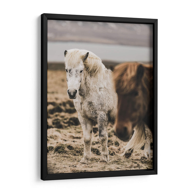 Caballo Islandés - Emmanuel Ramírez | Cuadro decorativo de Canvas Lab