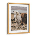 Caballo Islandés - Emmanuel Ramírez | Cuadro decorativo de Canvas Lab