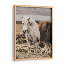 Caballo Islandés - Emmanuel Ramírez | Cuadro decorativo de Canvas Lab