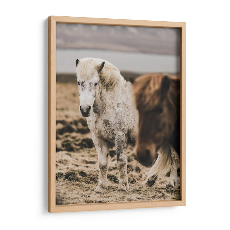 Caballo Islandés - Emmanuel Ramírez | Cuadro decorativo de Canvas Lab