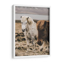 Caballo Islandés - Emmanuel Ramírez | Cuadro decorativo de Canvas Lab