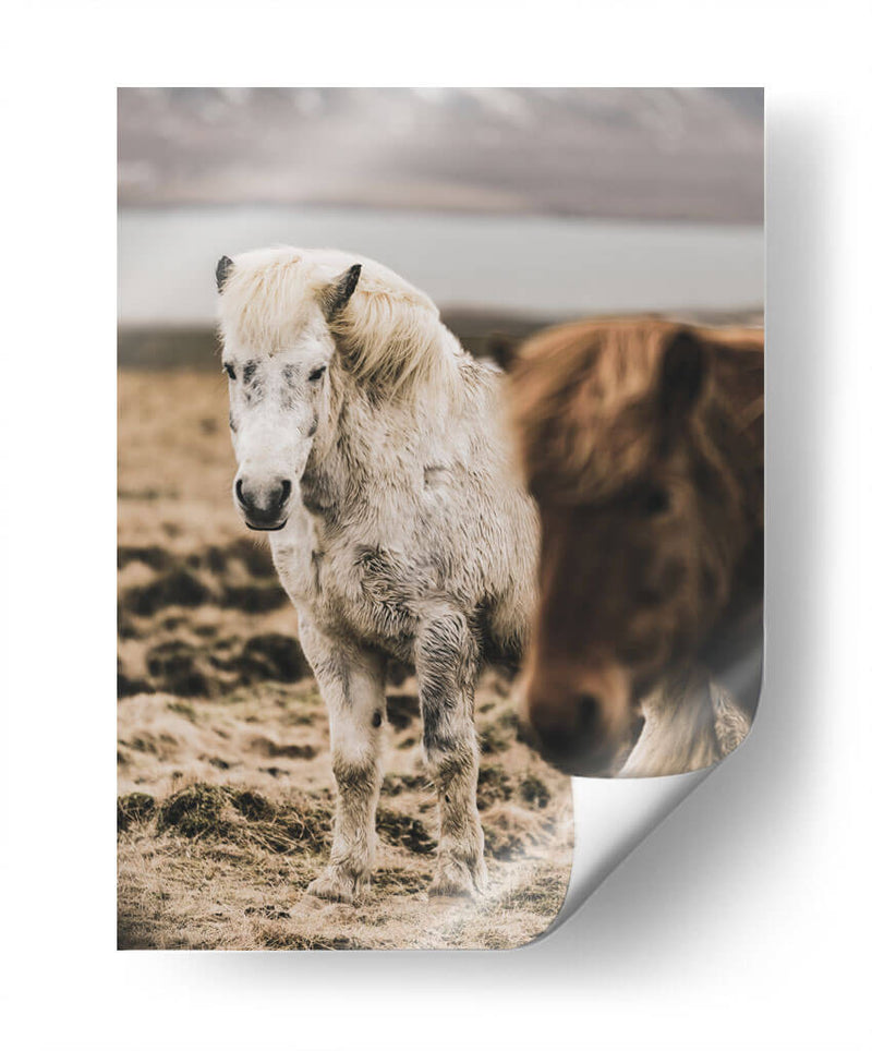 Caballo Islandés - Emmanuel Ramírez | Cuadro decorativo de Canvas Lab