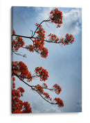 Growing - PhotoVicz | Cuadro decorativo de Canvas Lab