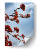 Growing - PhotoVicz | Cuadro decorativo de Canvas Lab