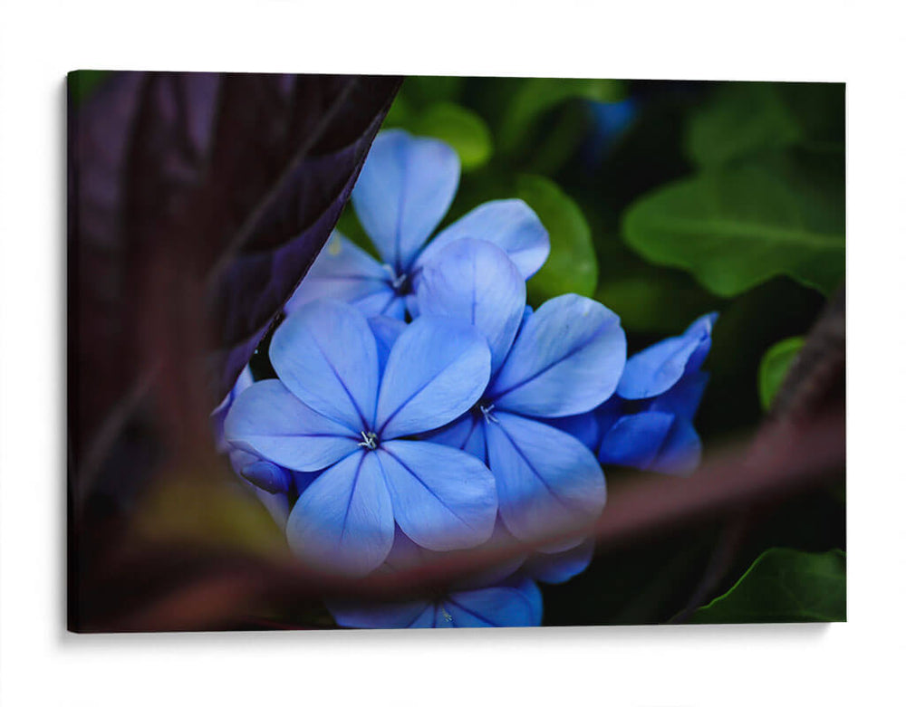 Lean Out - PhotoVicz | Cuadro decorativo de Canvas Lab