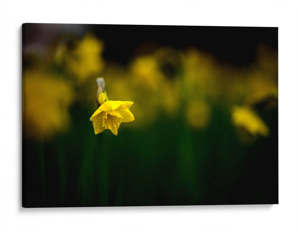 Loneliness - PhotoVicz | Cuadro decorativo de Canvas Lab