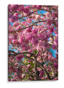 Magenta - PhotoVicz | Cuadro decorativo de Canvas Lab