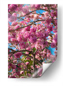 Magenta - PhotoVicz | Cuadro decorativo de Canvas Lab