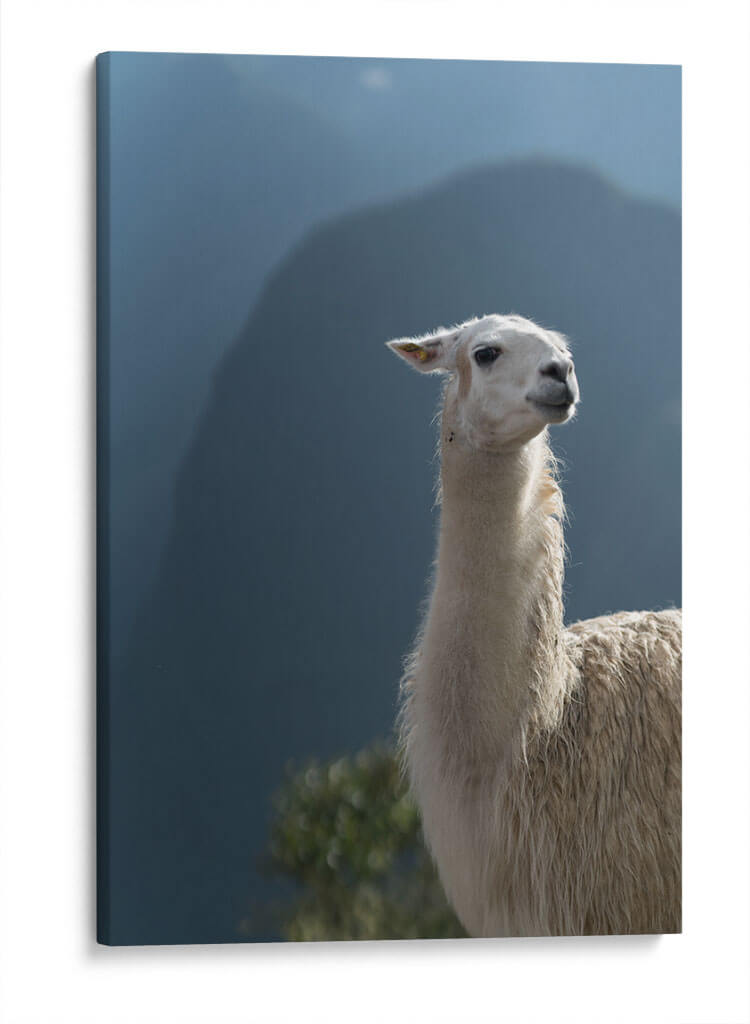 Llama - Perú - Emmanuel Ramírez | Cuadro decorativo de Canvas Lab