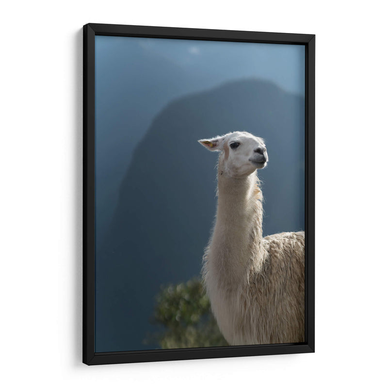 Llama - Perú - Emmanuel Ramírez | Cuadro decorativo de Canvas Lab