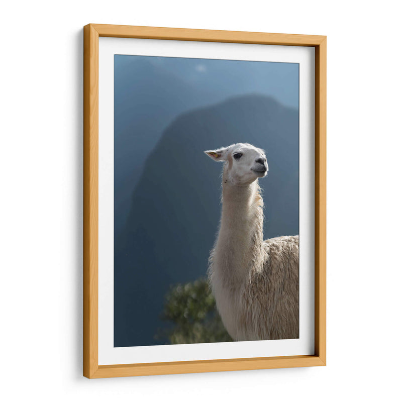 Llama - Perú - Emmanuel Ramírez | Cuadro decorativo de Canvas Lab