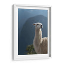 Llama - Perú - Emmanuel Ramírez | Cuadro decorativo de Canvas Lab