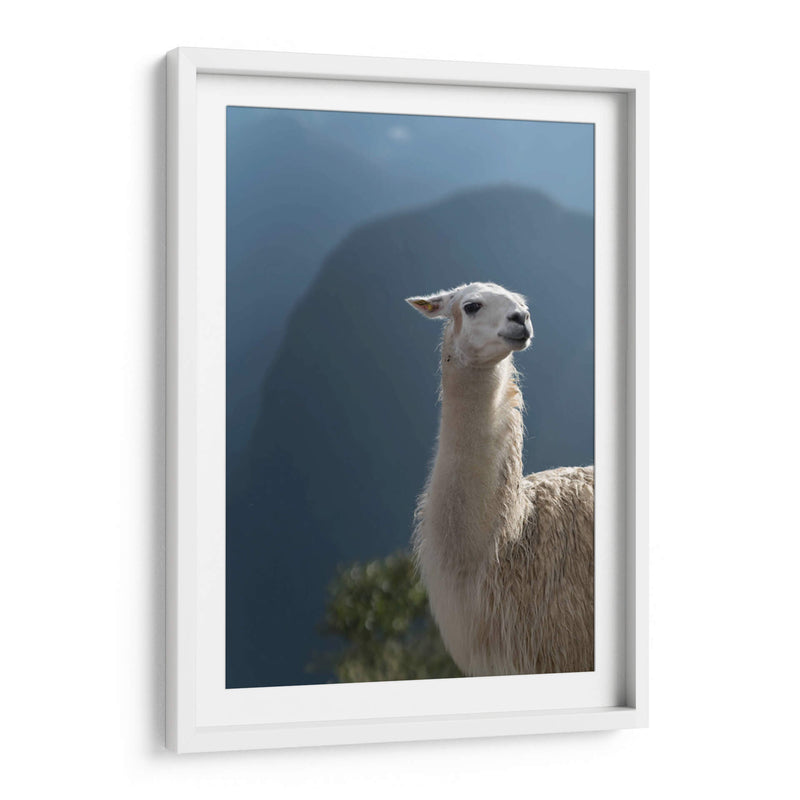 Llama - Perú - Emmanuel Ramírez | Cuadro decorativo de Canvas Lab